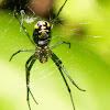 Orchard orb weaver spider