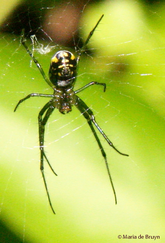Orchard orb weaver spider Project Noah