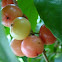Coffee Plum, Indian cherry, Indian plum, rukam, runeala plum