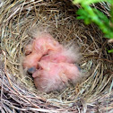 American Robin hatchlings