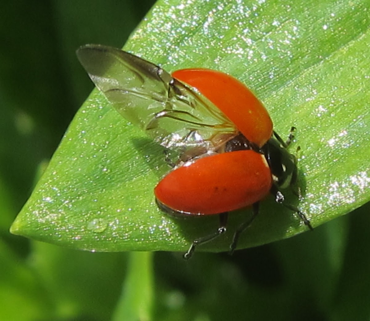 Hippodamia quinquesignata ambigua ladybug