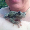 Cope's Gray Tree Frog