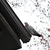 pigeon/rock dove
