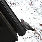 pigeon/rock dove