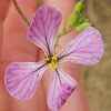 Wild Radish Flower