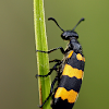 Chinese Blister Beetle