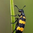 Chinese Blister Beetle