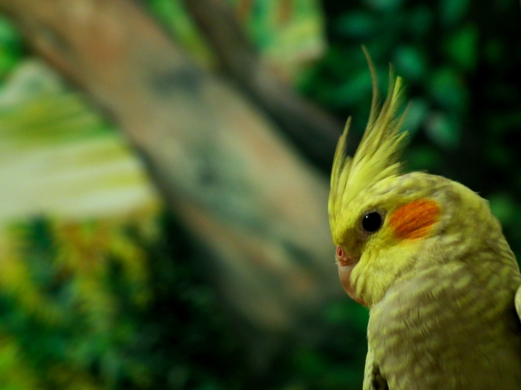 Cockatiel Project Noah