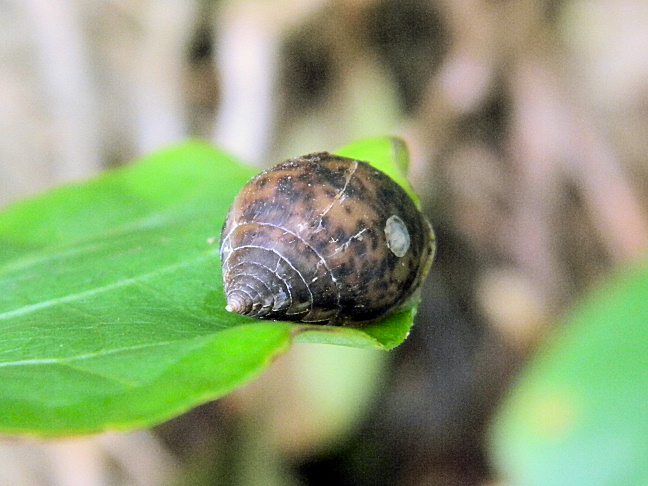 terrestrial snail
