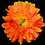 by Amrita Bhattacharyya -  