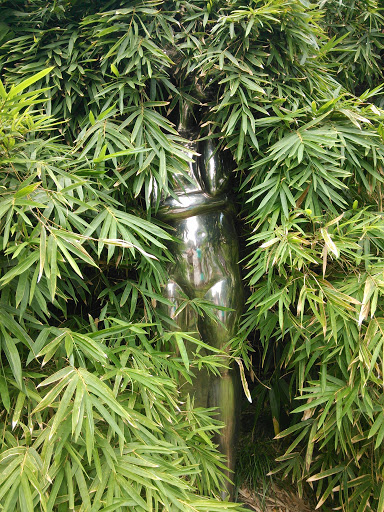Hidden Bamboo Forest Woman 