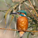 Common Kingfisher