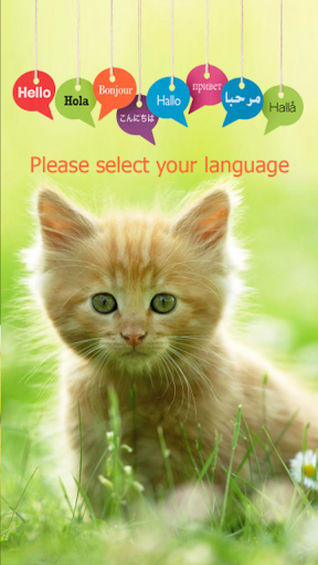 免費下載工具APP|Translator for Cats app開箱文|APP開箱王