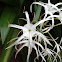 Spider lily