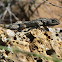 western fence lizard