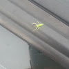green Spider