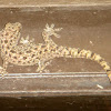 Sri Lankan house gecko