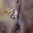 Goldfinch (collecting silk)