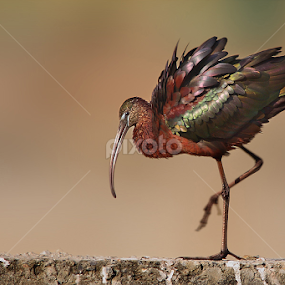 The Mettalic Dancer by Sharad Agrawal - Animals Birds