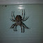 Cross spider (Cross orb weaver)