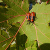 Large Milkweed Bugs (juveniles)