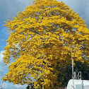 Guayacan tree
