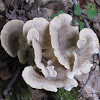 Giant Polypore Fungus