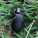 Broad Neck Beetle