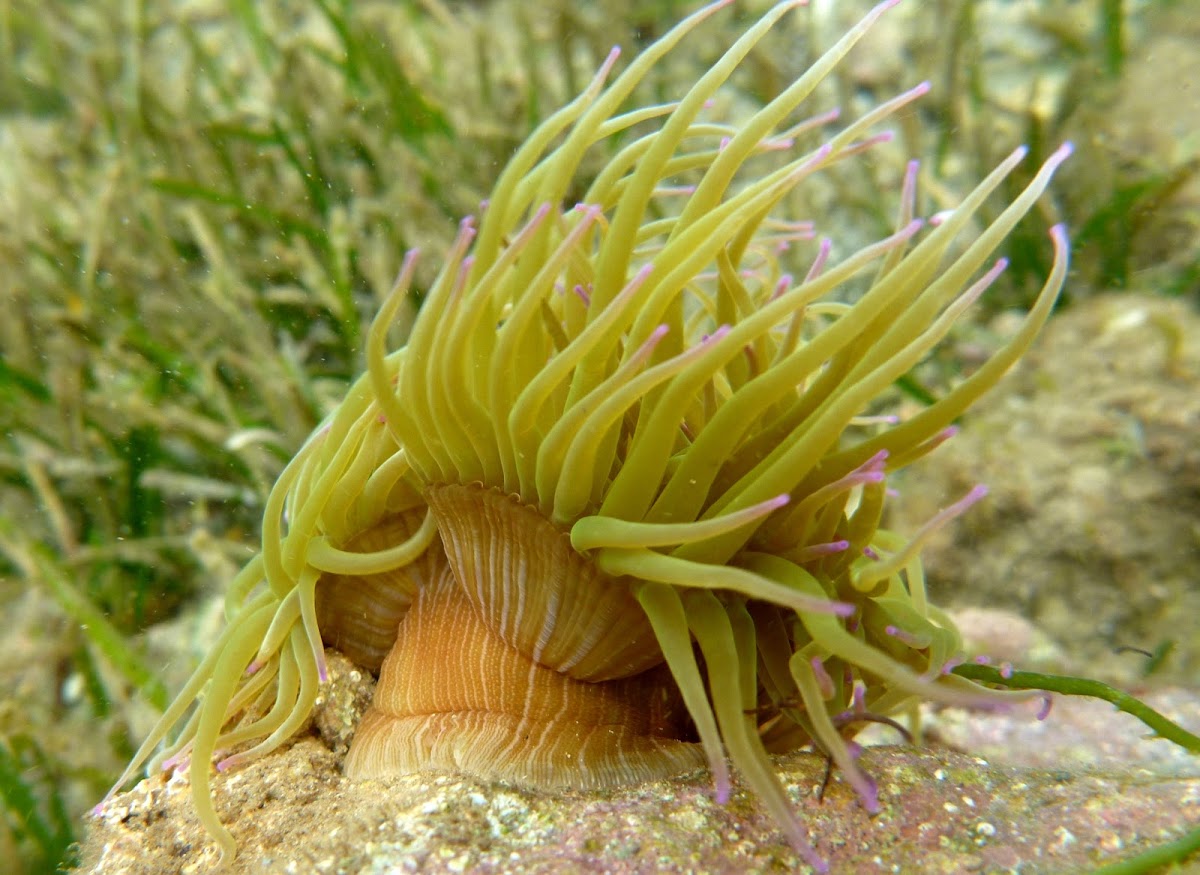 Snakelocks anemone. Anémona de mar