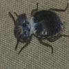 Mouldy Beetle