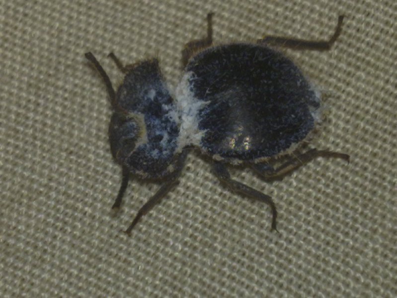 Mouldy Beetle