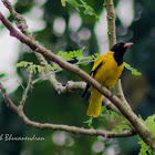 Black-hooded Oriole