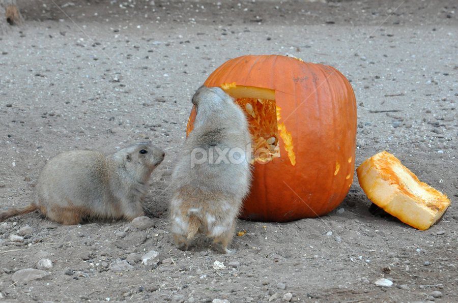 Are you going pumpkin picking? I was as devasted as our dog Habs