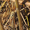 Red-legged grasshopper