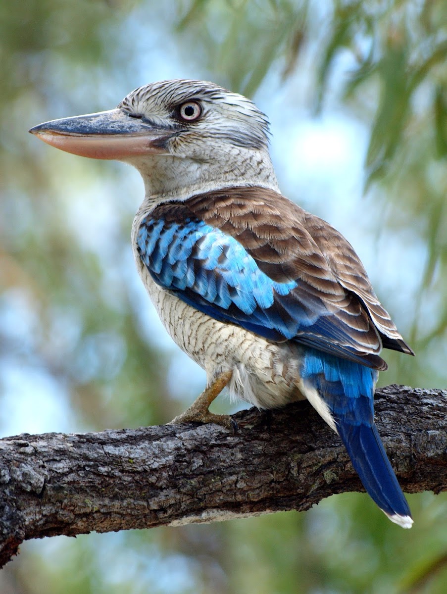 Blue Winged Kookaburra ( Male )