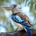 Blue Winged Kookaburra ( Male )