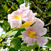 Pink Poui  or Pink Trumpet Tree