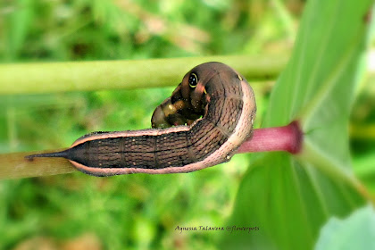 taro hornworm life cycle