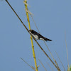 wire tail swallow