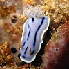 Will's Chromodoris