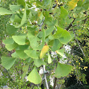 Ginkgo or Maidenhair tree