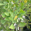 Ginkgo or Maidenhair tree