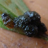 Scarlet Lilly Beetle Pupa