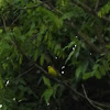 Blue-Winged Warbler