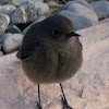 Black Redstart; Colirrojo Tizón