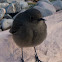 Black Redstart; Colirrojo Tizón