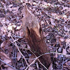 Beaver signs stump