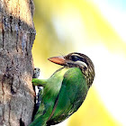 Barbet