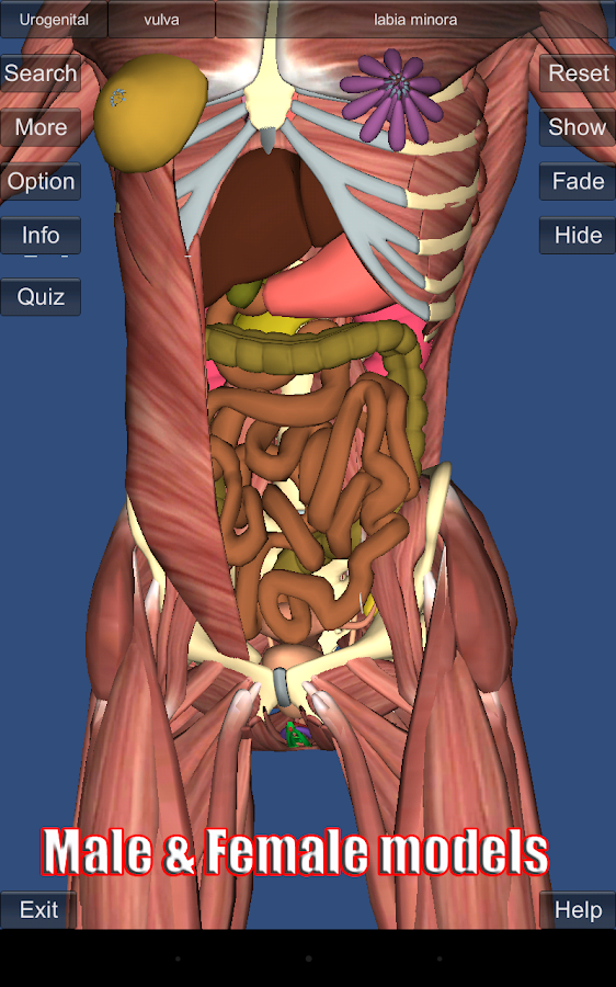 3D Anatomy Android Apps on Google Play