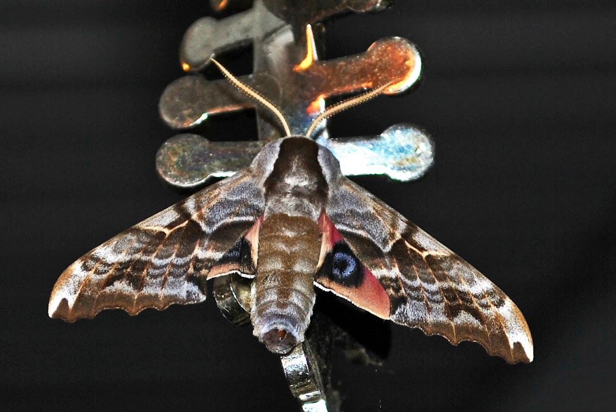 One-Eyed Sphinx Moth